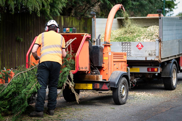 Best Organic Lawn Care Solutions  in Asbury, IA