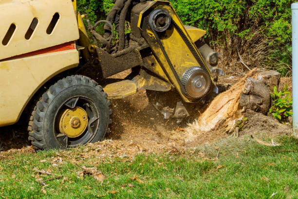Best Commercial Tree Services  in Asbury, IA