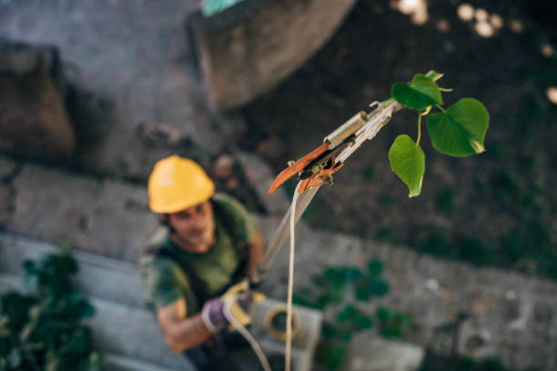Best Tree Fertilization  in Asbury, IA
