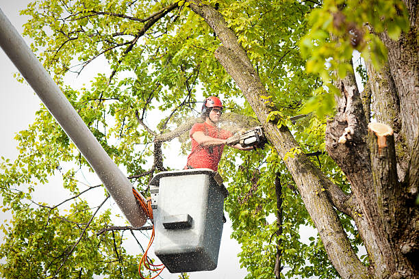 Best Emergency Tree Removal  in Asbury, IA
