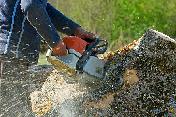 Best Lawn Disease Treatment  in Asbury, IA